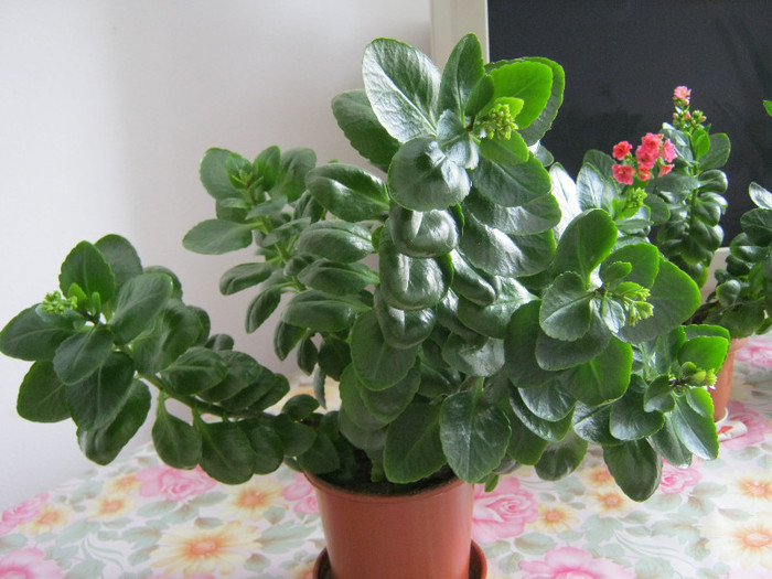 kalanchoe