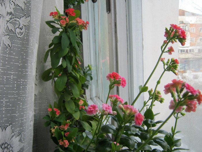 IMG_4567 - Florile mele 1