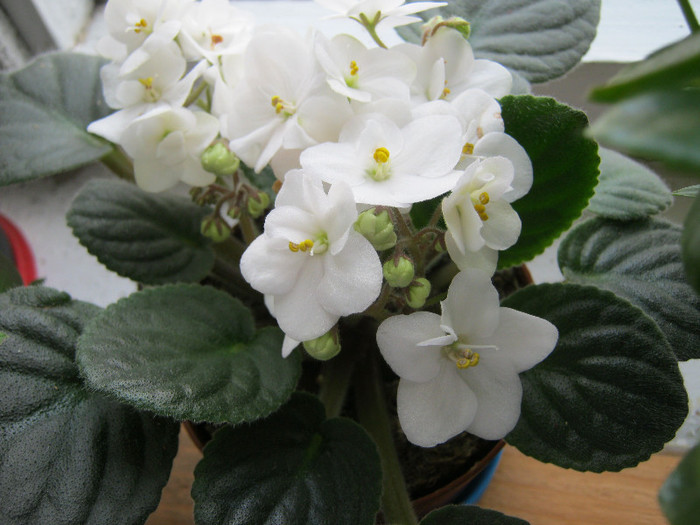 IMG_4626 - Florile mele 1