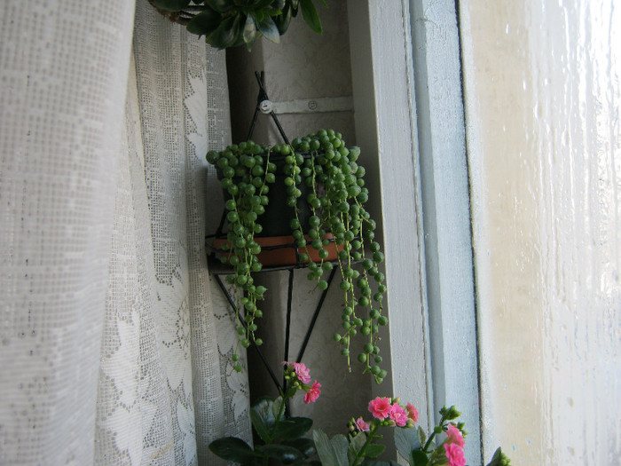 Senecio rowleyanus - Florile mele 1