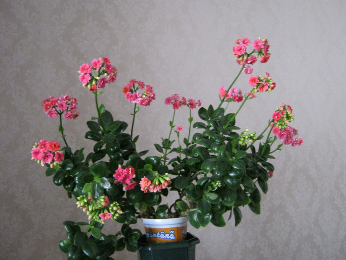 IMG_4656 - Florile mele 1