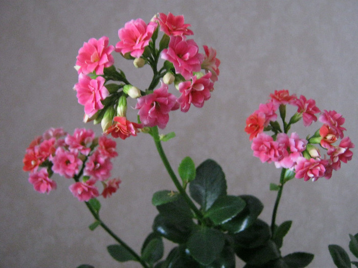 IMG_4657 - Florile mele 1