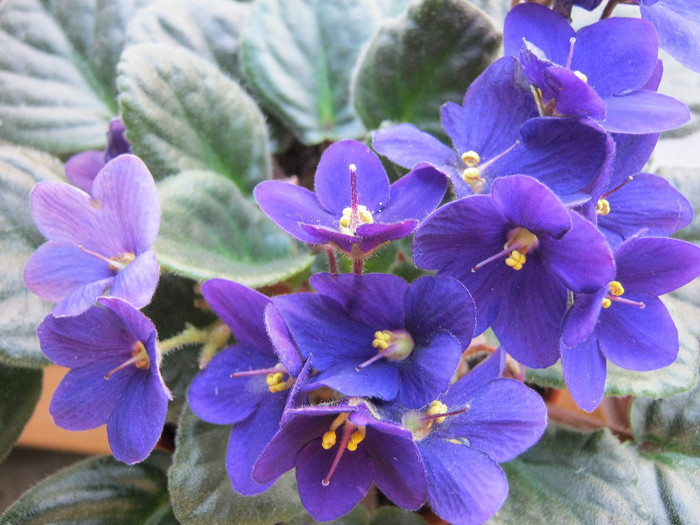 IMG_4669 - Florile mele 1