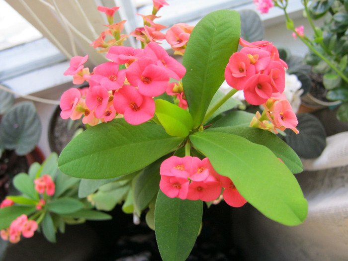 IMG_4676 - Florile mele 1