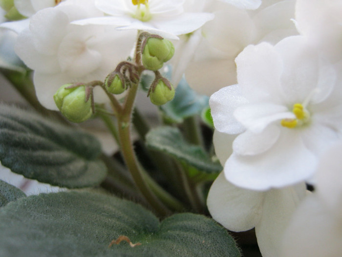 IMG_4681 - Florile mele 1