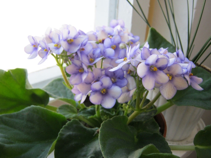 IMG_4686 - Florile mele 1