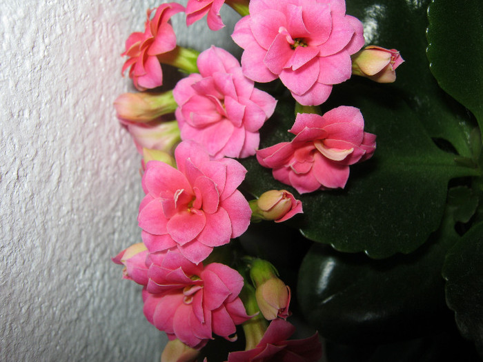 IMG_4690 - Florile mele 1