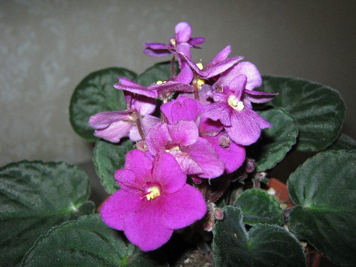 IMG_4695 - Florile mele 1