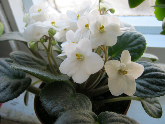 IMG_4696 - Florile mele 1