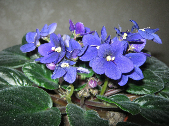 IMG_4700 - Florile mele 1