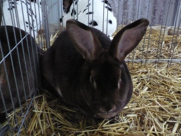 P1040037 - IEPURI EXPO CLUJ 2013