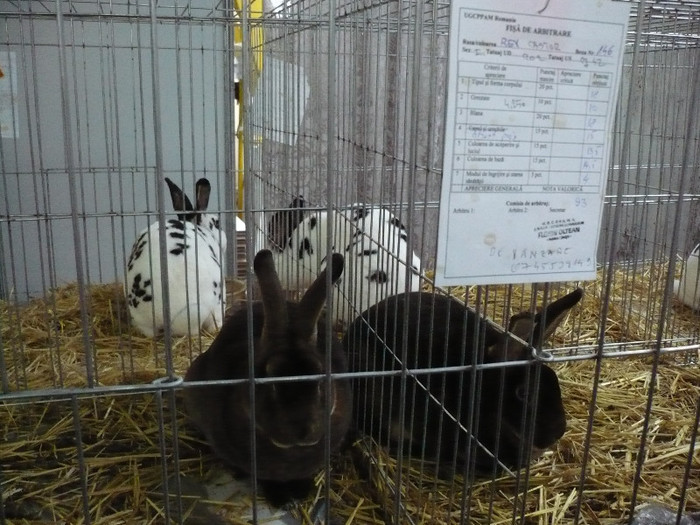 P1040038 - IEPURI EXPO CLUJ 2013