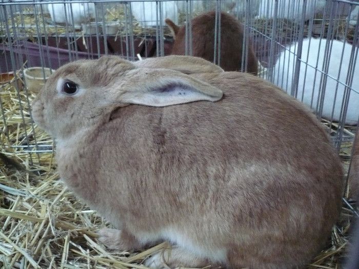 P1040040 - IEPURI EXPO CLUJ 2013