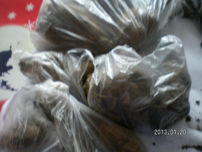 SANY4266; dalii ce culori or fii?
