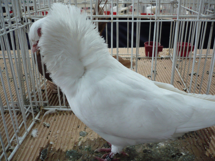 P1040088 - PORUMBEI EXPO CLUJ 2013