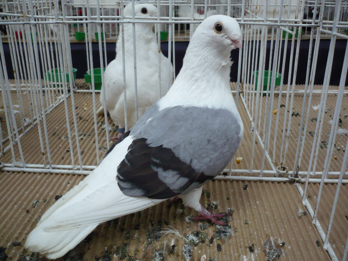 P1040120 - PORUMBEI EXPO CLUJ 2013