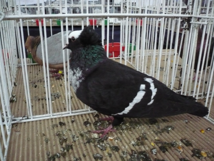 P1040123 - PORUMBEI EXPO CLUJ 2013