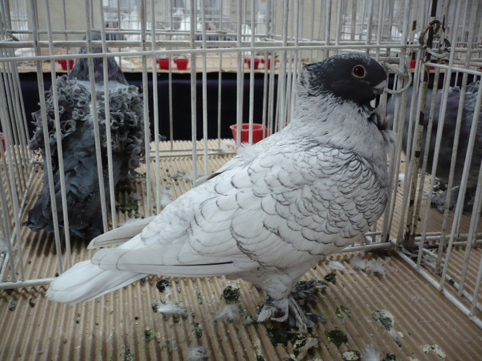 P1040127 - PORUMBEI EXPO CLUJ 2013