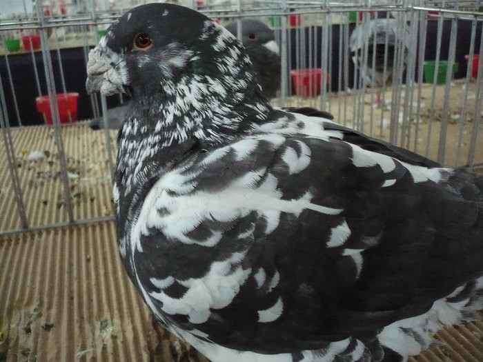 P1040154 - PORUMBEI EXPO CLUJ 2013