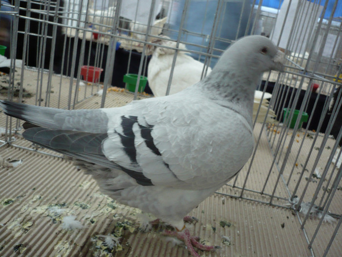 P1040158 - PORUMBEI EXPO CLUJ 2013