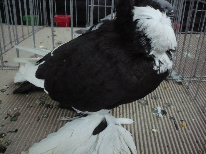 P1040160 - PORUMBEI EXPO CLUJ 2013