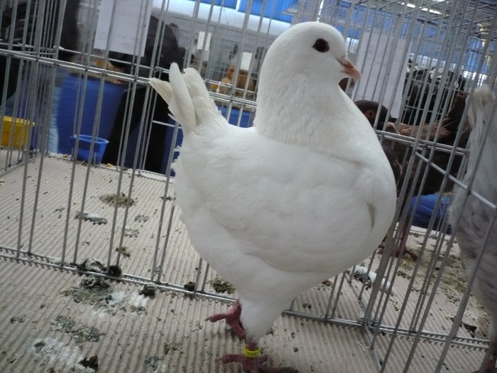 P1040161 - PORUMBEI EXPO CLUJ 2013