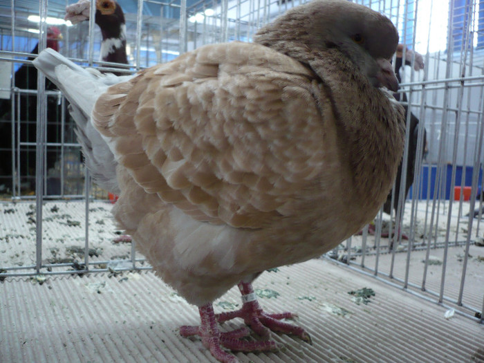 P1040166 - PORUMBEI EXPO CLUJ 2013