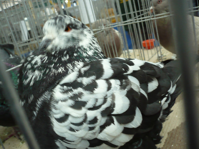 P1040169 - PORUMBEI EXPO CLUJ 2013