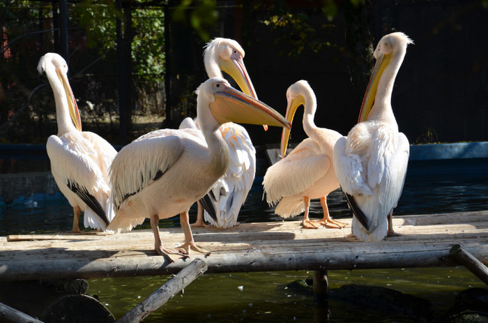 pelicani - Zoo Baneasa