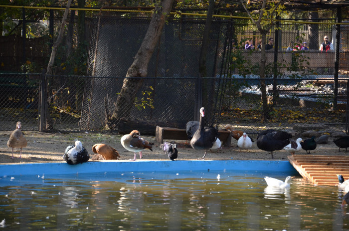 pasari - Zoo Baneasa