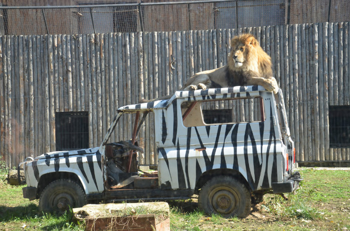 leul - Zoo Baneasa