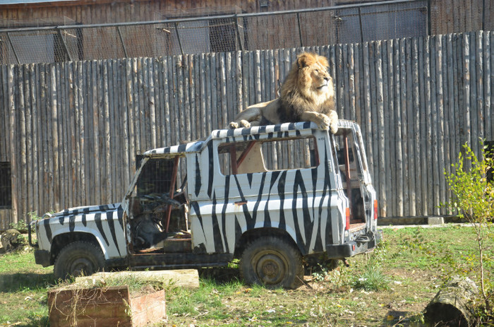 leul - Zoo Baneasa