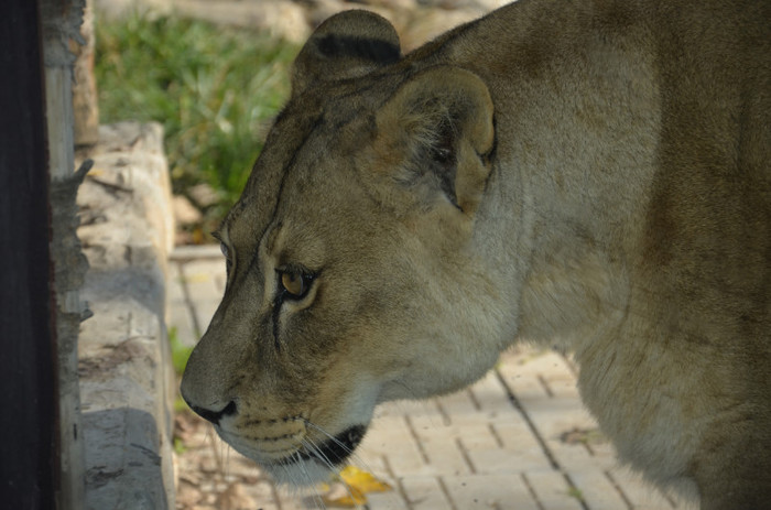 leoaica - Zoo Baneasa