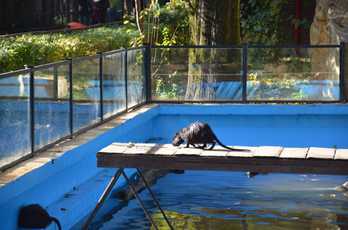 nutrie - Zoo Baneasa