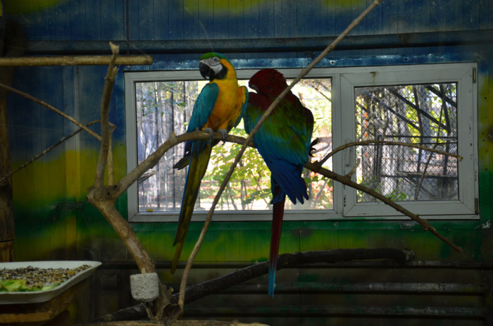 papagali - Zoo Baneasa
