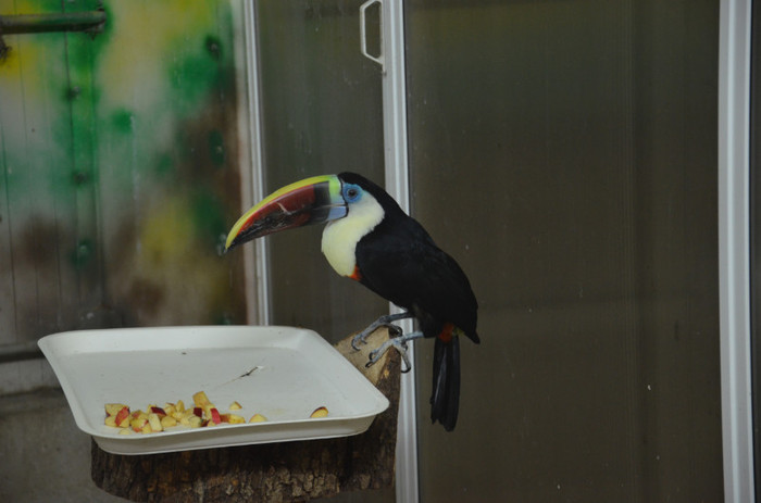 tucan - Zoo Baneasa