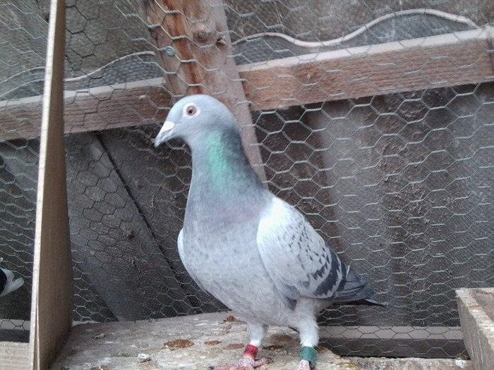 F; F 2010-7Clasari in 2010
