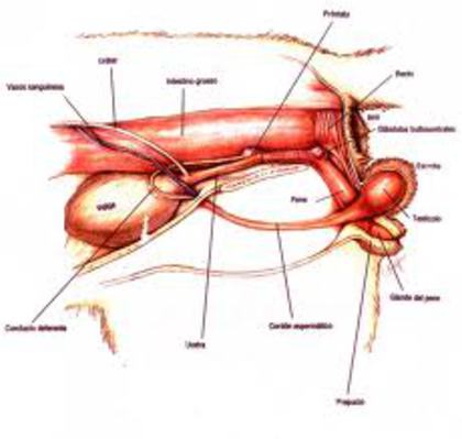 images (7) - G-Anatomie iepure