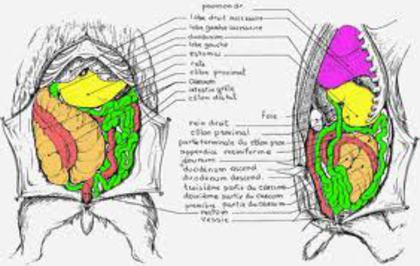 images (9) - G-Anatomie iepure