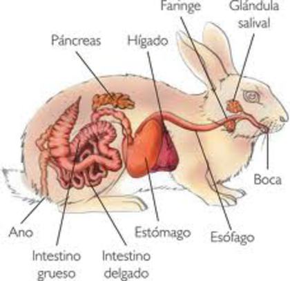 images (11) - G-Anatomie iepure