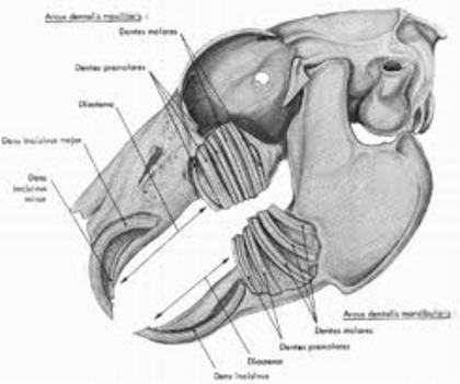 images (12) - G-Anatomie iepure