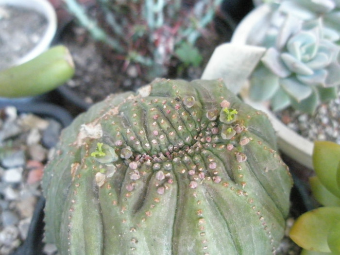 Euphorbia obesa - 16.06.2011 - Euphorbia 2012