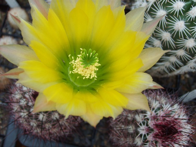 echinocereus dasyacanthus v rectispinus - AAA IMI DORESC