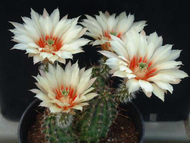 Echinocereus papillosus