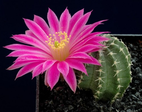 Echinocereus pulchellus v.aguirrei.