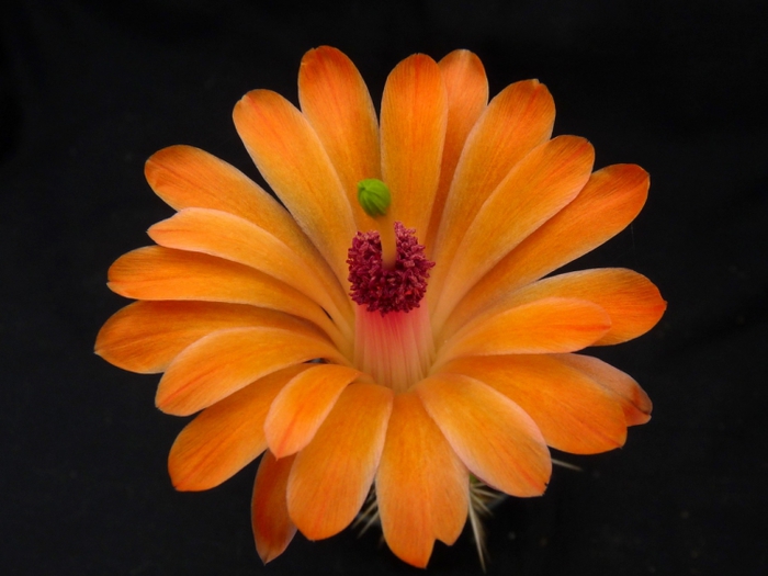 EChinocereus salm-dickianus