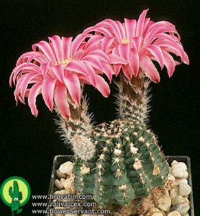 echinocereus_amoenus_bo_681