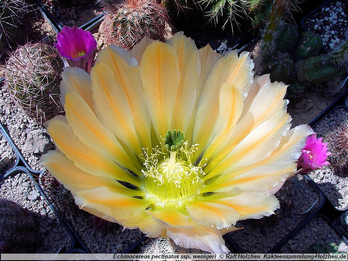 Echinocereus_pectinatus_ssp._wenigeri_08