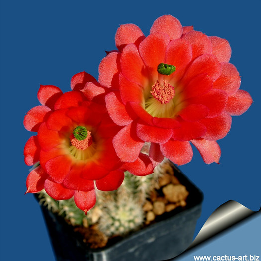 Echinocereus_plomosus_flowers_810 - AAA IMI DORESC