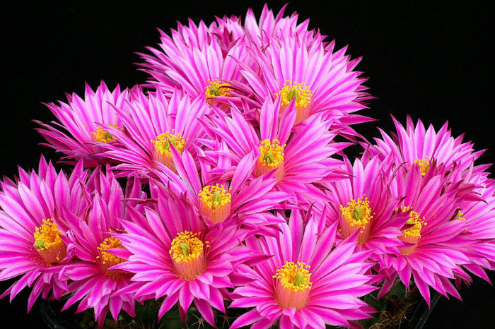 Echinocereus_pulchellus_v_amoenus_v San Felipe_IMG_1231